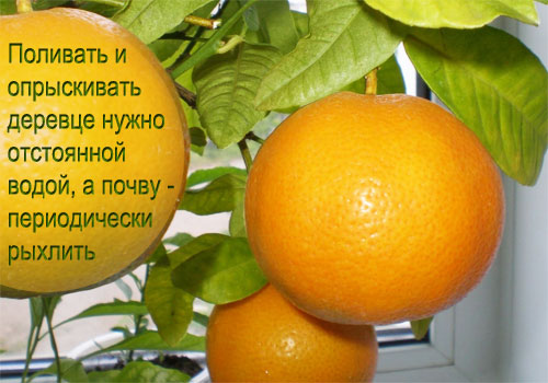 Как вырастить апельсин дома
