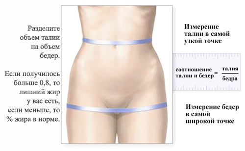 Как рассчитать процент жира в организме - Похудение с расчётом - Calorizator.ru