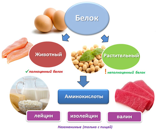 Источники белка в продуктах
