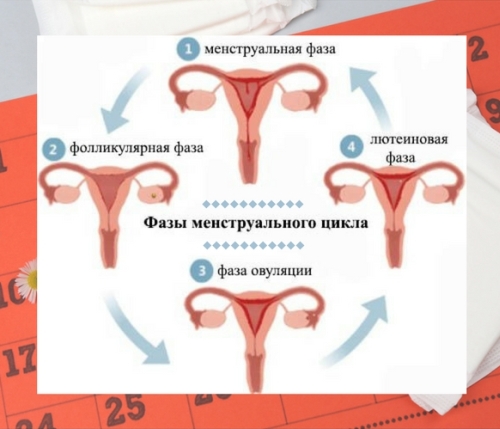 Влияние менструального цикла на похудение