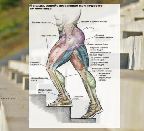 Какие мышцы работают при ходьбе по ступенькам?
