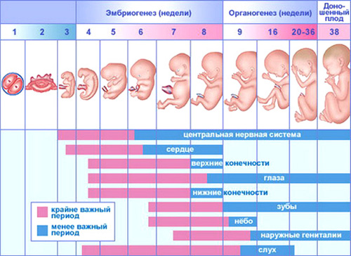 Календарь беременности (по неделям) - Дом, семья и дети - Calorizator.ru