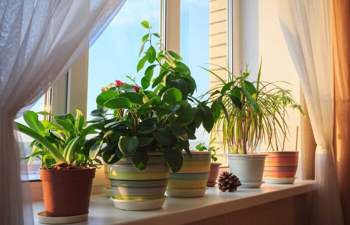 Комнатные растения: какие стоит держать дома, а какие нет