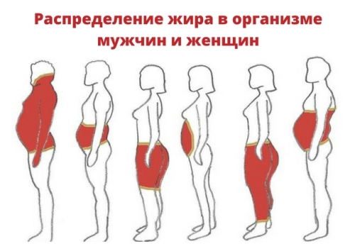 Отличие 2. Жир у мужчин откладывается в верхней части живота
