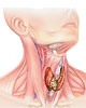 Заболевания щитовидной железы: диагностика, симптомы, лечение