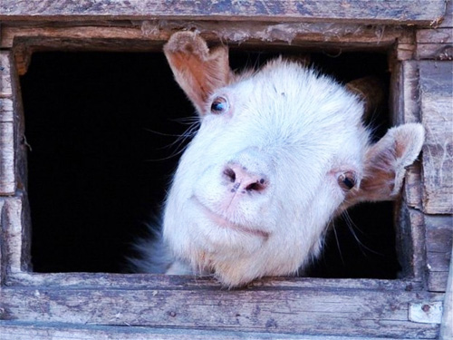 2015 - год какого животного? Синей деревянной козы/овцы