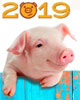2019 - год какого животного? Жёлтой Земляной свиньи