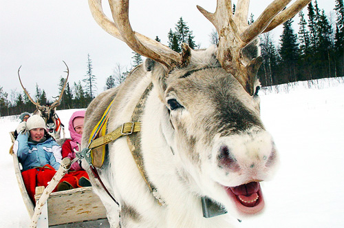 Как встретить Новый год Козы в Финляндии