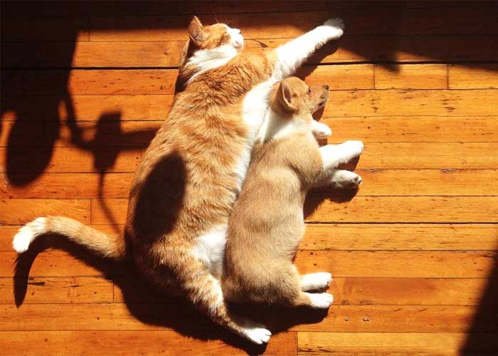 Почему собаки и кошки любят лежать на солнце