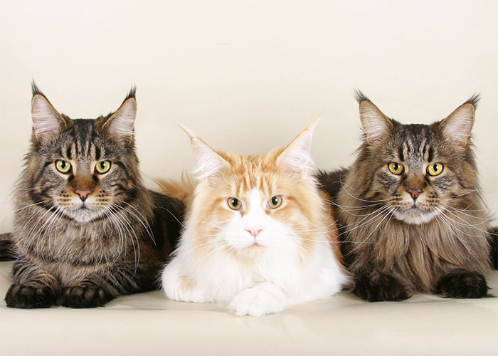 Чем уникальна порода мейн-кун 