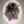 Салат Пурпурная роза с синей капустой