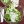 Салат очищающий с редькой и сельдереем
