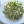 Салат капустный с сельдереем