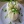 Яйцо-пашот с зеленым луком по Дюкану