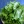 Зернистый творог в листьях салата