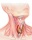 Заболевания щитовидной железы: диагностика, симптомы, лечение