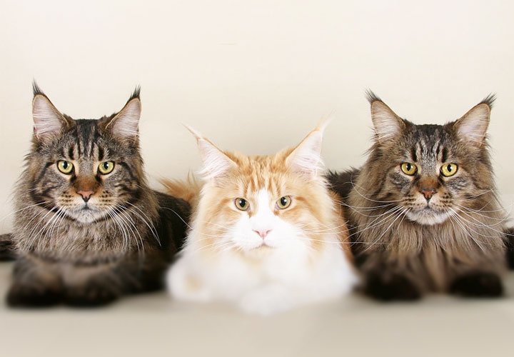 Чем уникальна порода мейн-кун