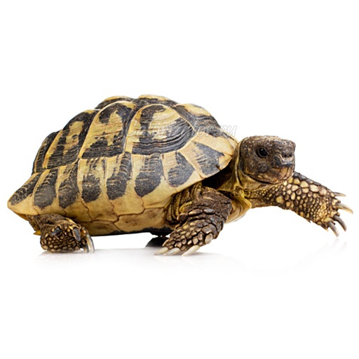 Черепаха - калорийность, полезные свойства, польза и вред, описание -  Calorizator.ru