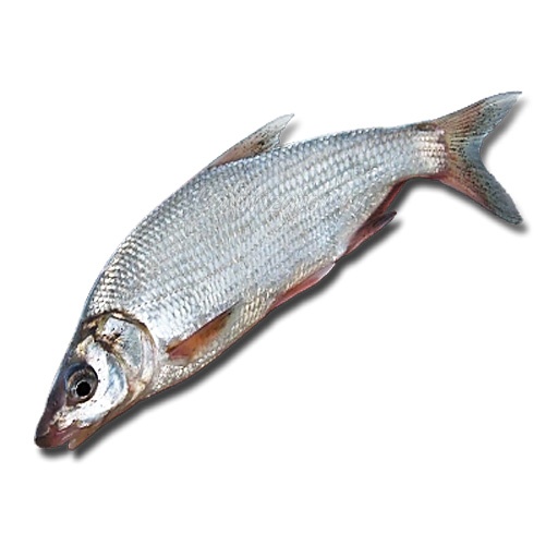 Рыбец - калорийность, полезные свойства, польза и вред, описание.