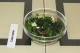 Салат с шпинатом и микрозеленью