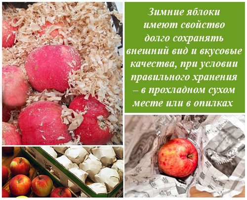 5 полезных свойств самого дешевого украинского фрукта, о которых вы могли не знать