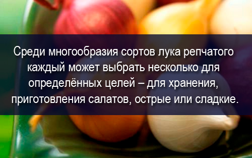 Лук репчатый - калорийность, полезные свойства, польза и вред, описание -Calorizator.ru