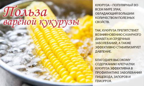 Состав и полезные свойства варёной кукурузы