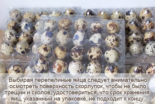 Выбор и хранение перепелиного яйца