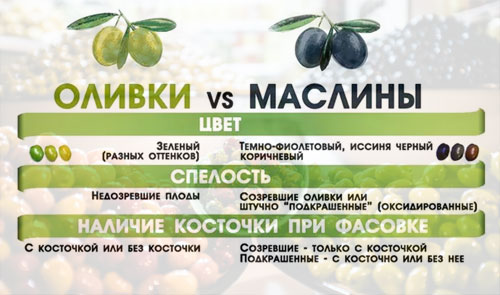 Выбор и хранение маслин