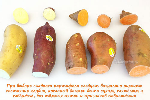 Картофель сладкий (батат) - калорийность, полезные свойства, польза и вред,  описание - Calorizator.ru